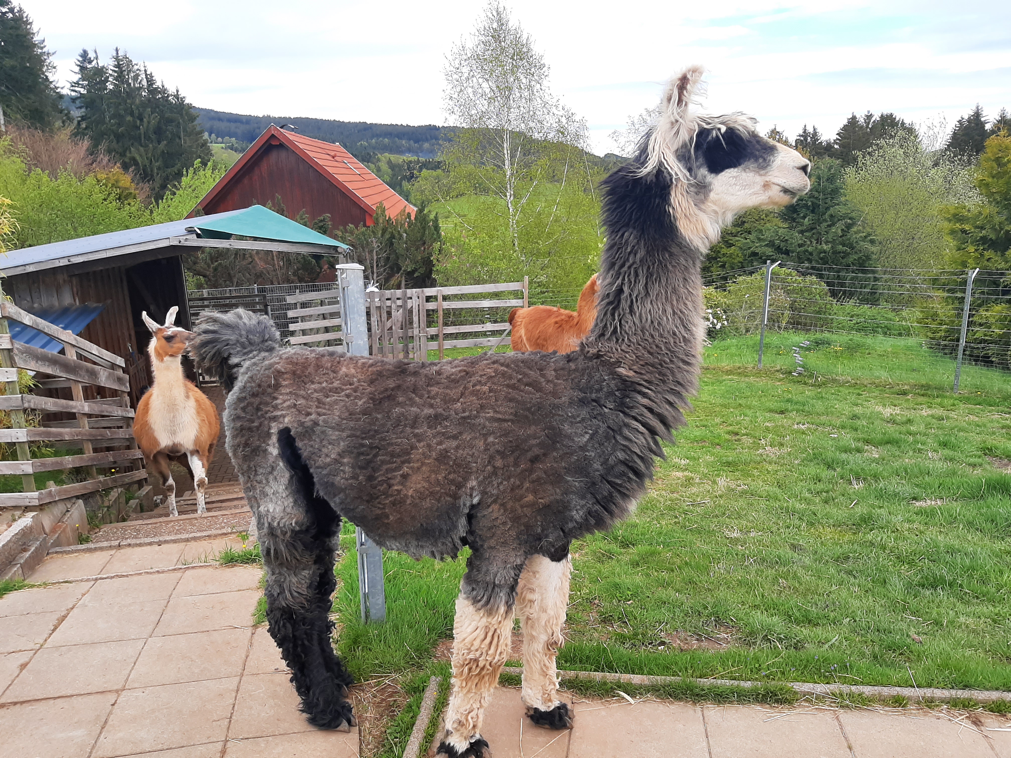 Lama Scheren Videos und Training Lamas in Pr senz